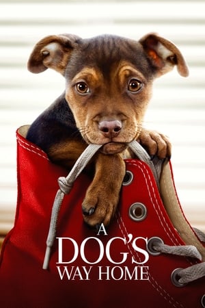 A Dogs Way Home (2019) Hindi Dual Audio 480p Web-DL 300MB Movie Poster