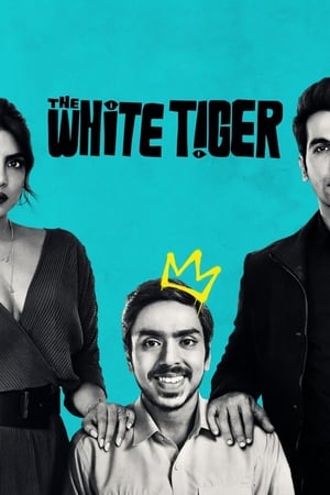 The White Tiger (2021) Hindi Movie 720p HDRip x264 [990MB] Movie Poster